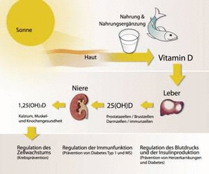 Wirkungen von Vitamin D im Körper
