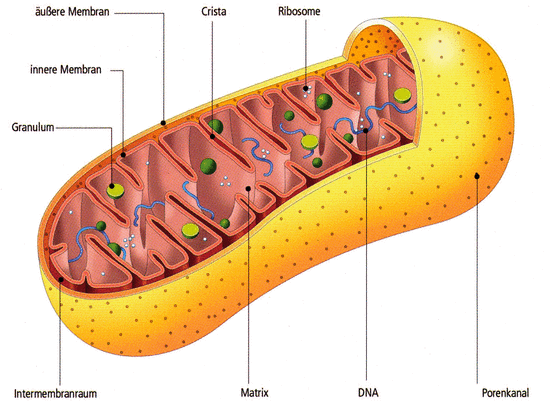 Aufbau eines Mitochondriums: Mitochondrien sind winzige Organe (Organellen), die in den meisten kernhaltigen Zellen (Eucyten) in unterschiedlich großer Anzahl vorkommen. Sie spielen bei der Herstellung der für den Zellstoffwechsel benötigten Energie ei