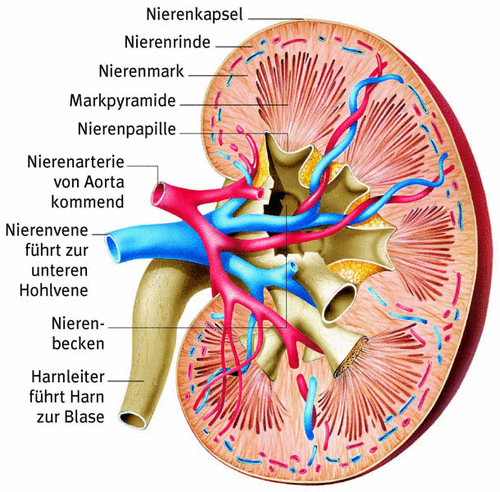 Die Nieren und ihre Bestandteile