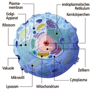 Zelle mit Mitochondrium im Querschnitt: Das Mitochondrium ist eines der lebenswichtigen Zellorganellen.